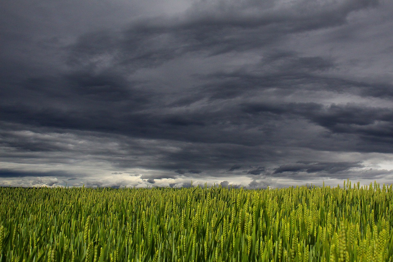 war ukraine food security