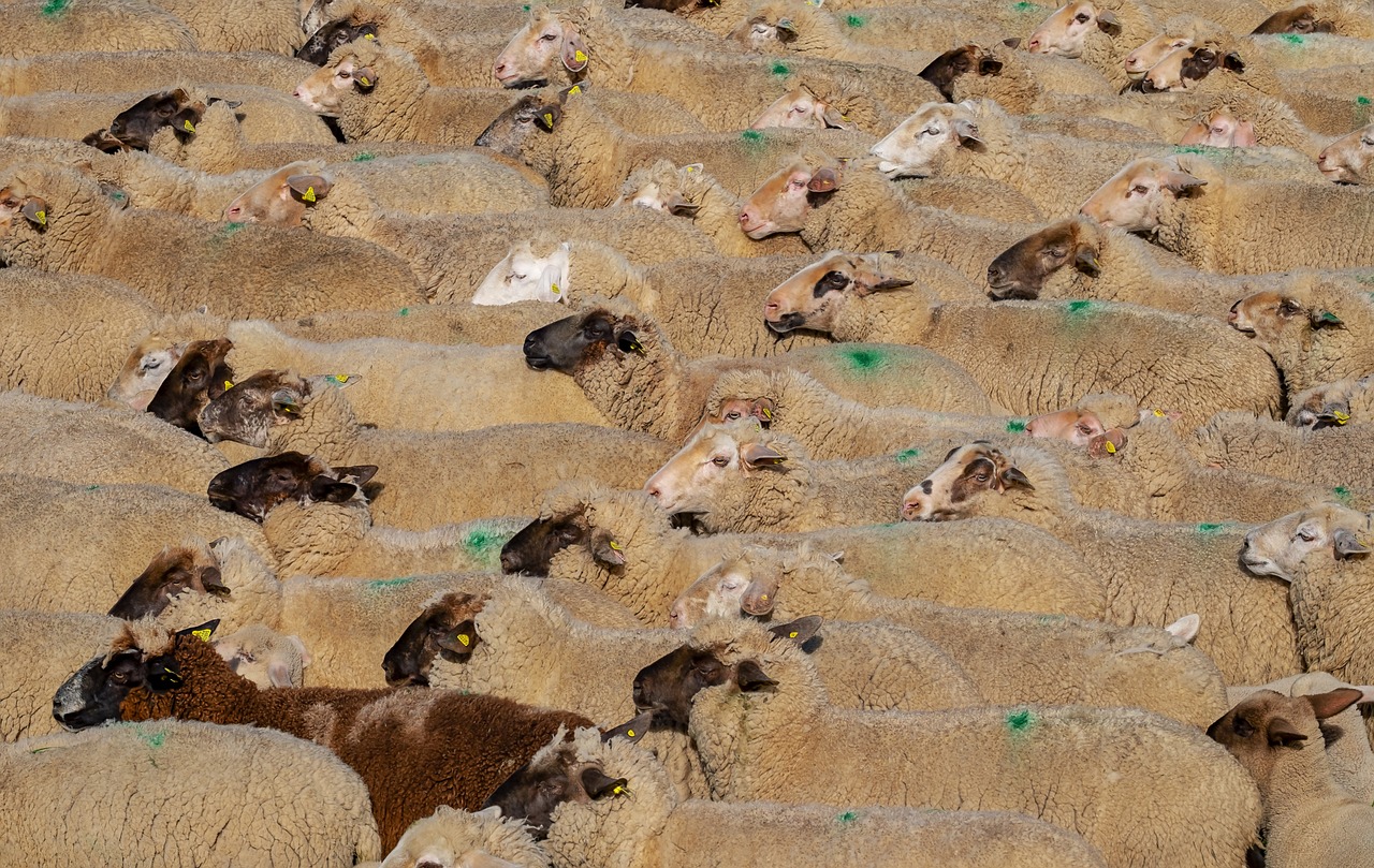 livestock farming pollution