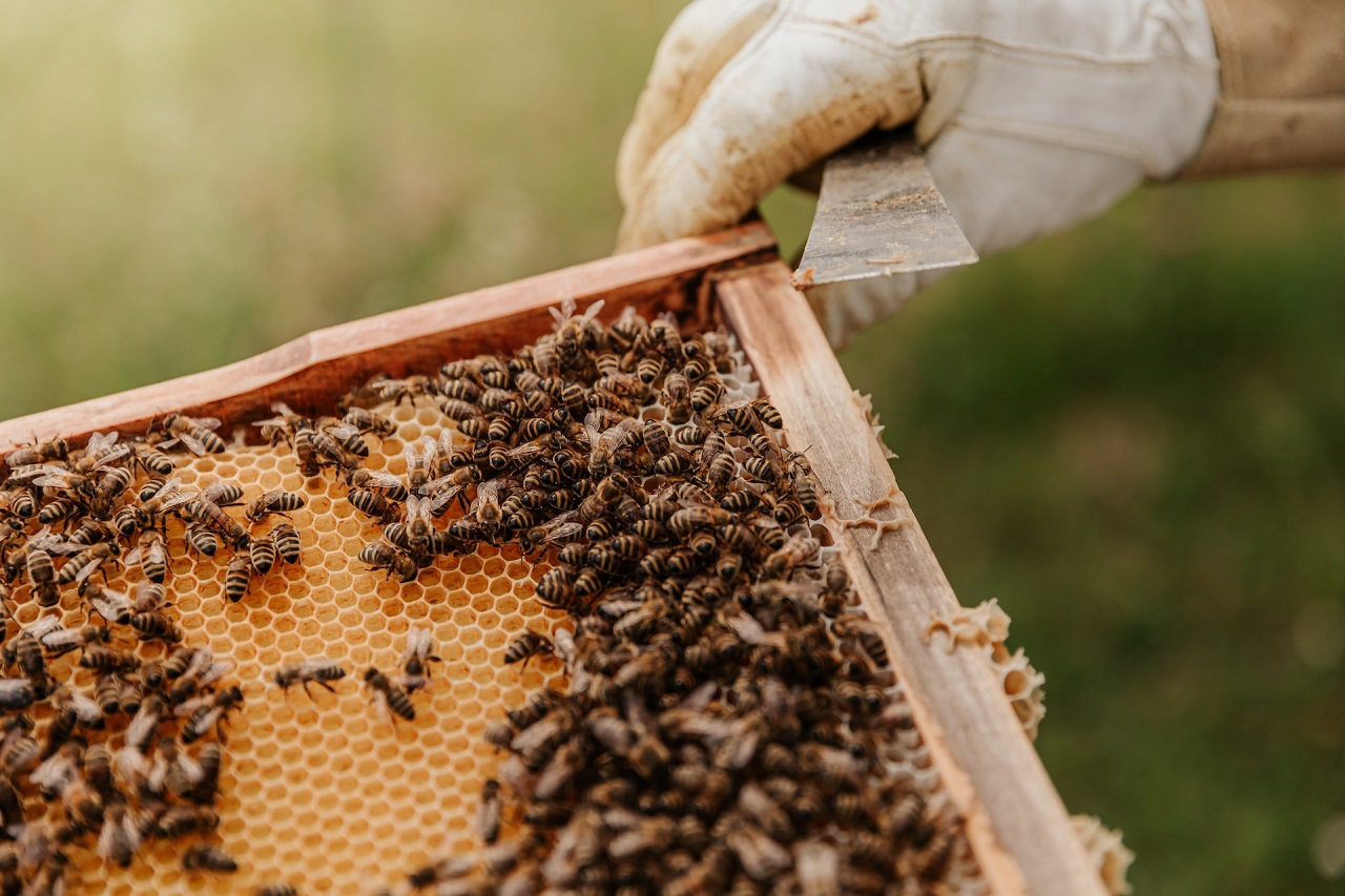 Why is beekeeping so important for humans and planet