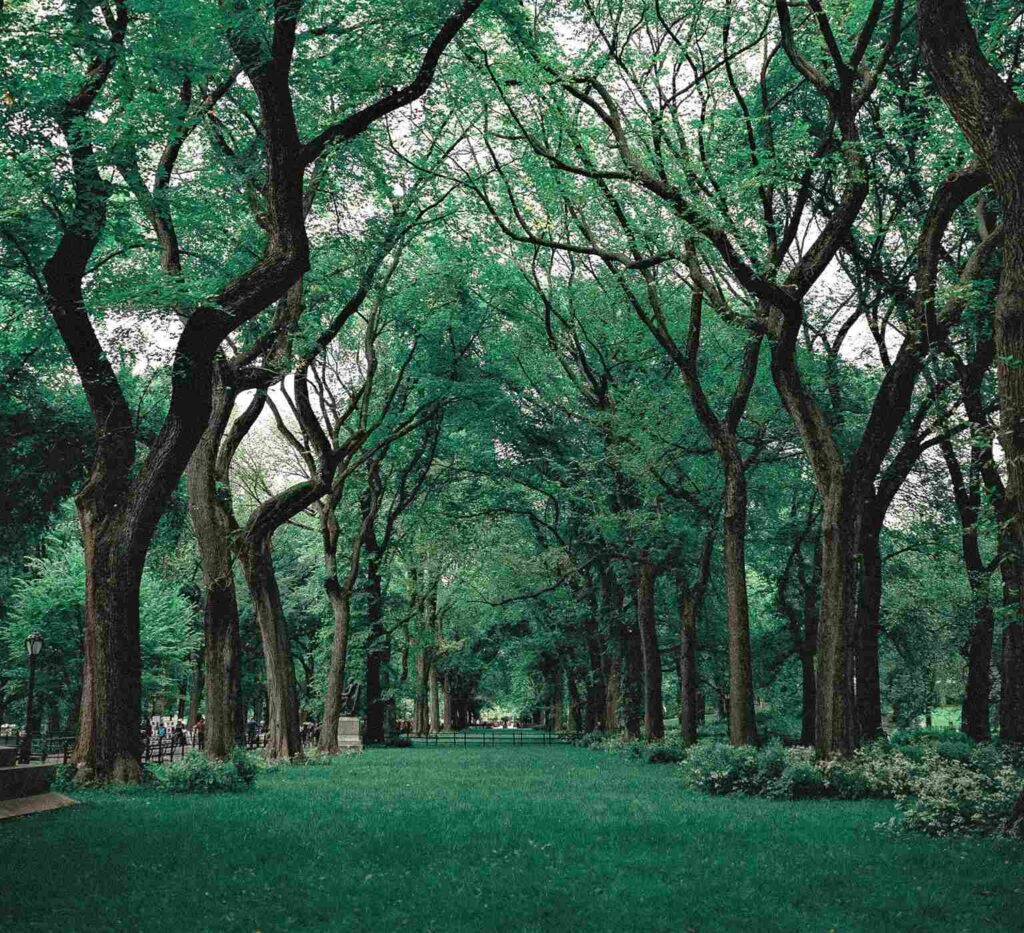 View of How planting trees will save cities from rising temperatures