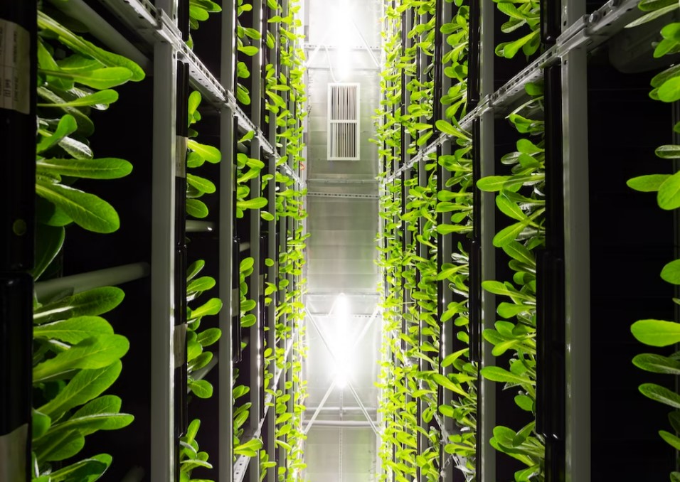 green jobs future