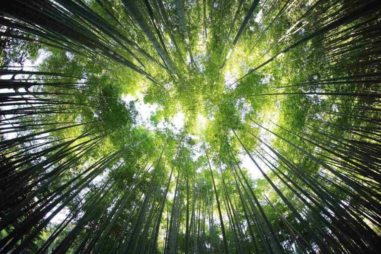 food forest