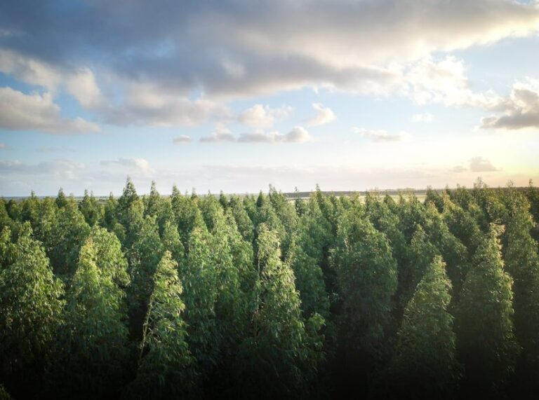 agroforestry