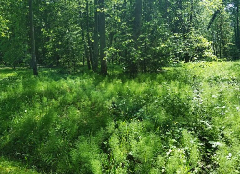 ecosystem restoration