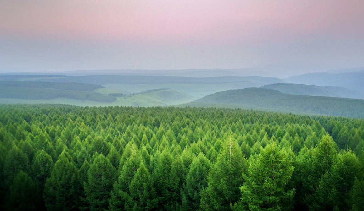 countries with most forests