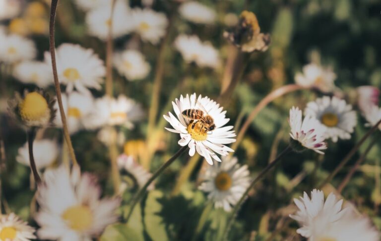 best plant for bees