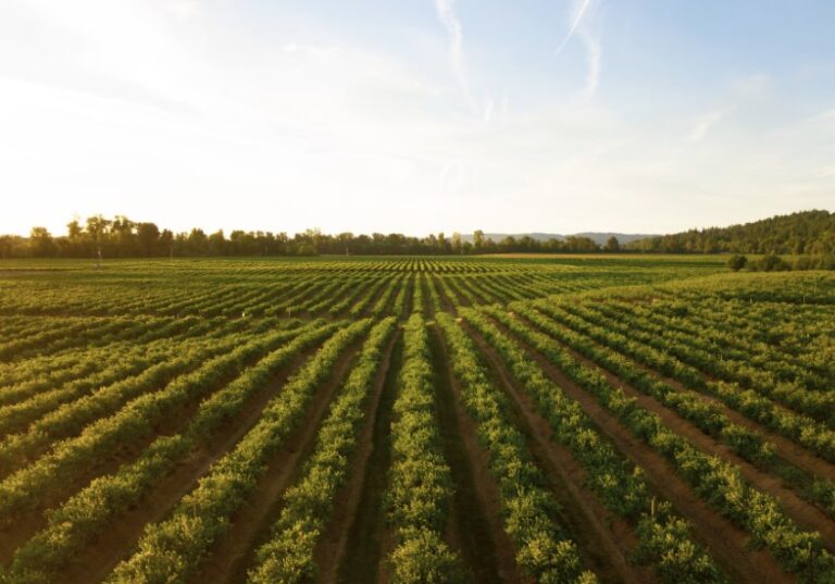 EU opens to GMOs